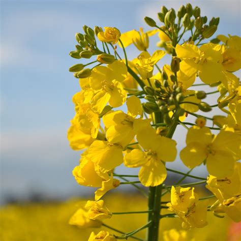 Semillas De Raps Canola Brassica Napus Precio 1 15