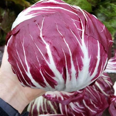 Radicchio Seeds - Leonardo Organic Variety Radicchio Seeds - Non-GMO ...