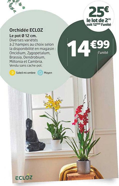 Promo Orchidée Ecloz chez Jardiland iCatalogue fr