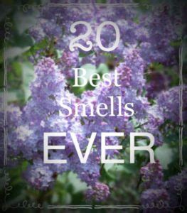 Twenty Best Smells Ever! - Cookies and Cursewords