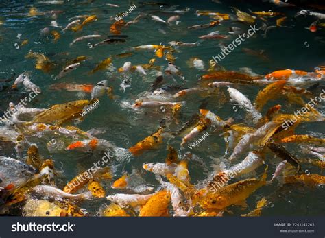 Collection Koi Fish Various Types Fish Stock Photo 2243141263 ...