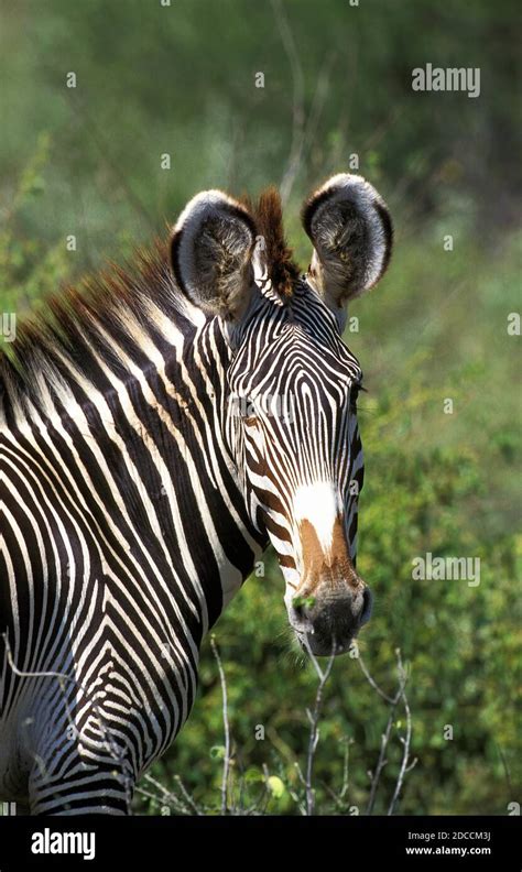 Grevy S Zebra Equus Grevyi Portrait Of Adult Samburu Park In Kenya