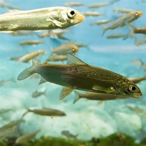 22 Lake Erie Fish Species Updated Pond Informer