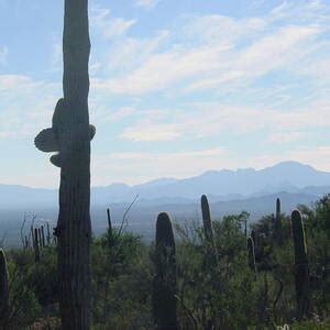 Pussy Willows Photograph By Wayne Whitney Fine Art America