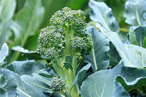 When And How To Harvest Broccoli Gardener’s Path