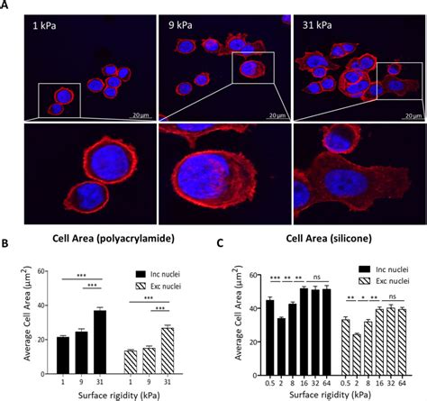 Human Pancreatic Cancer Cell Line Aspc Atcc Bioz