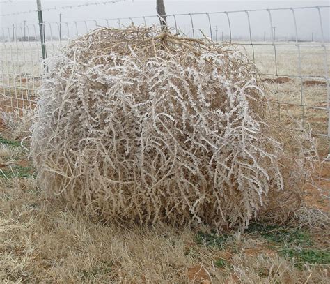 17 Best Images About Tumbleweed On Pinterest Oboe Sculpture And Snow