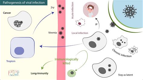 Pathogenesis Of Viral Infection Youtube