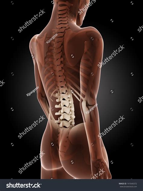 D Render Of A Female Medical Skeleton With Close Up On Back Stock