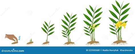 Cycle Growth Of Zingiber Officinale Ginger Plant From The Rhizome On A