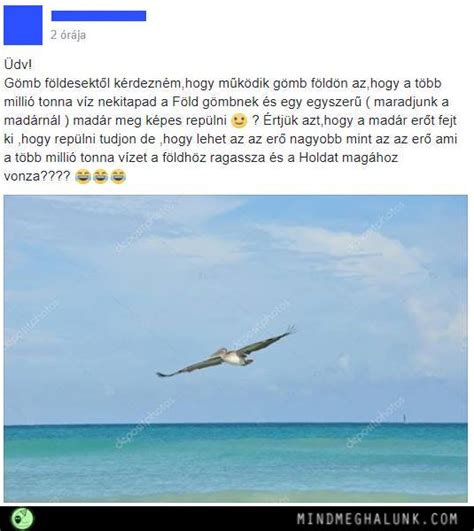 Madár | Mindmeghalunk.com