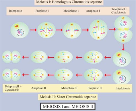 What Is Meiosis