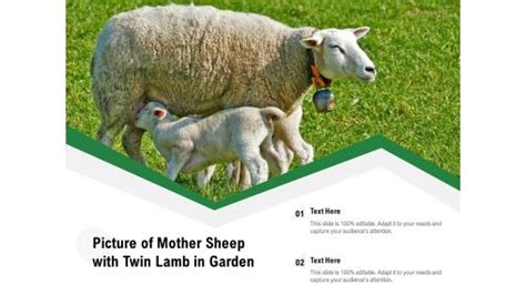 Mother Sheep Powerpoint Templates Slides And Graphics