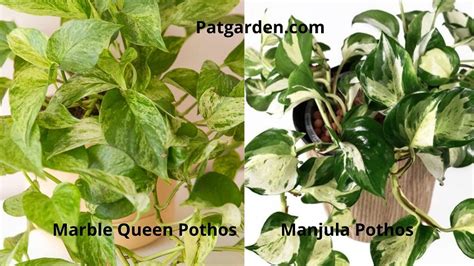 Manjula Pothos Vs Marble Queen Differences And Similarities