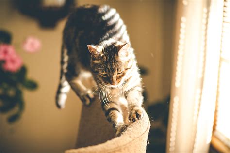 Expert Cat Behaviorist Tips for Preventing Furniture Scratching