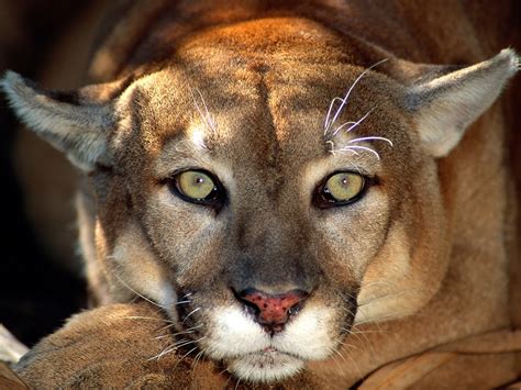 CARICUAO FOTO HISTORIA: Equipo especializado busca puma que escapó de ...