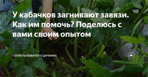 У кабачков загнивают завязи. Как им помочь? Поделюсь с вами своим ...