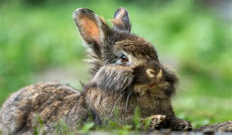 Les Races De Lapin Nain Les Plus Populaires Jardiland