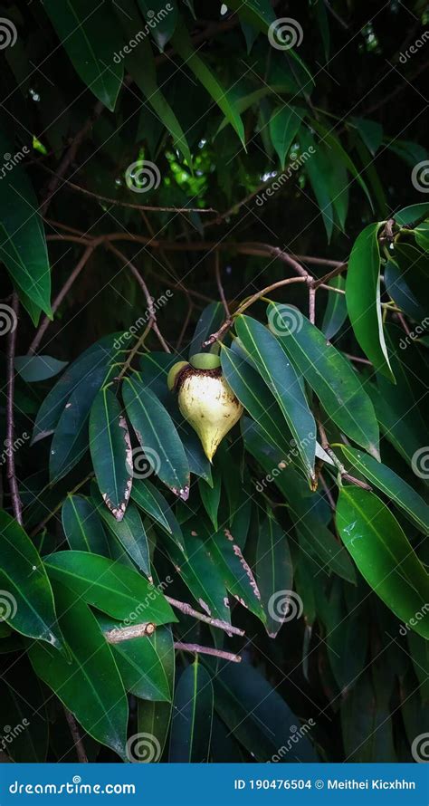Fruit Of Ceylon Ironwood Tree Nagkesor Stock Photo Image Of Fruit