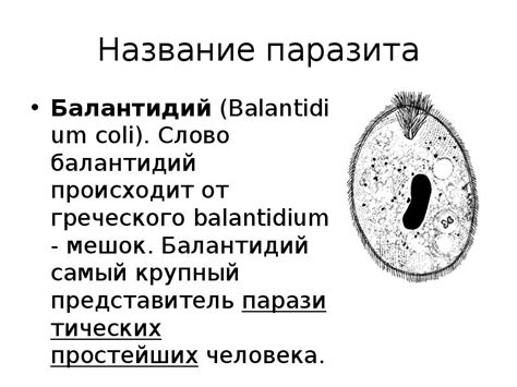 Балантидий