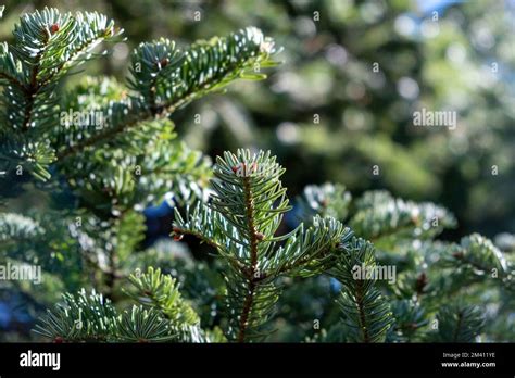 Fir Tree Branch Spruce Needle Evergreen Coniferous Plant Close Up