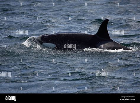 Killer Whale Orcinus Orca Off Mousa Rspb Reserve Shetland Islands