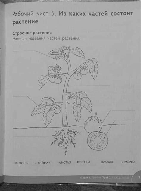 Раскраски Части растения 1 класс (13 шт.) - скачать или распечатать ...