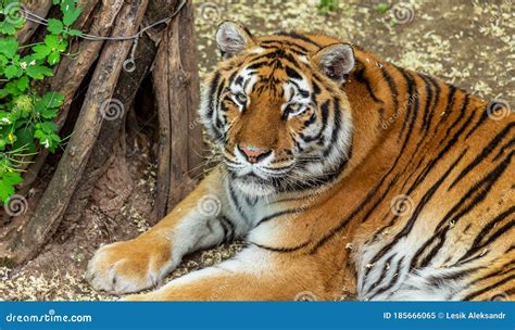 Siberian Tiger Panthera Tigris Tigris Is Also Called The Amur Tiger Panthera Tigris Altaica In