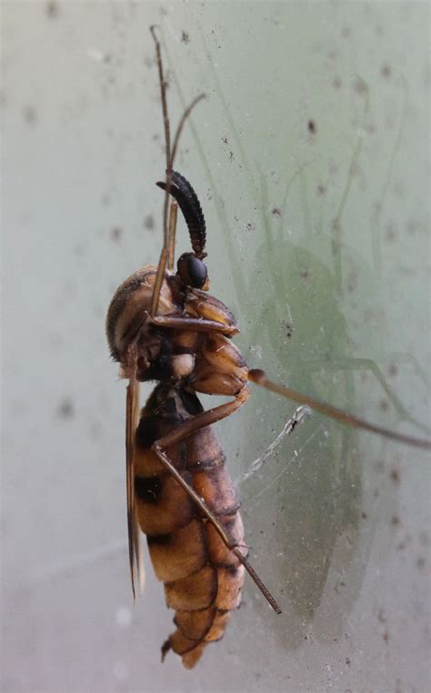 Arter der begynder med 'Aphodius' - Naturbasen