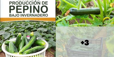 APRENDE A PLANTAR PEPINO RECOMENDACIONES DE CULTIVO Y EMPLEO