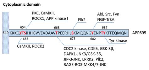 Phosphorylation Sites Of App In The Cytoplasmic Domain And The