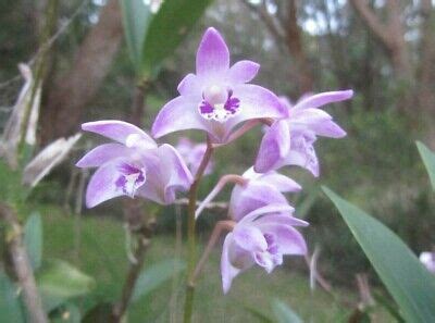 Pink Rock Orchid Dendrobium Kingianum Thelychiton Kingianus POTTED