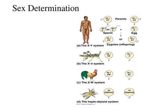 Ppt Chapter 15 The Chromosomal Basis Of Inheritance Powerpoint