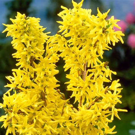 Golden Bells Forsythia Intermedia Spectabilis Roots Plants