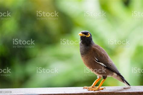 Portrait Hill Mynah Gracula Religiosa Bird The Most Intelligent Birds