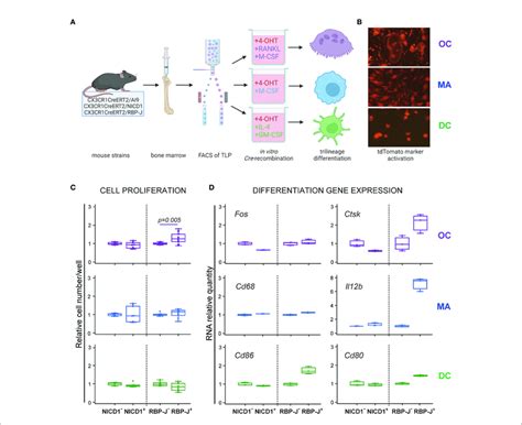 Differentiation Potential Of The Common Trilineage Progenitor Tlp Download Scientific