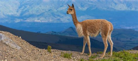 Chimborazo Volcano 2-Day Hike from Riobamba - Civitatis.com