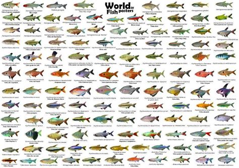 Different Types Of Tetra Fish Tetra Fish Varieties Artofit