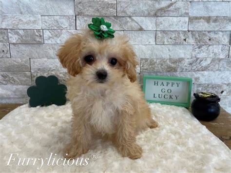 Poodle Toy Dog Female Apricot 4017796 Furrylicious®