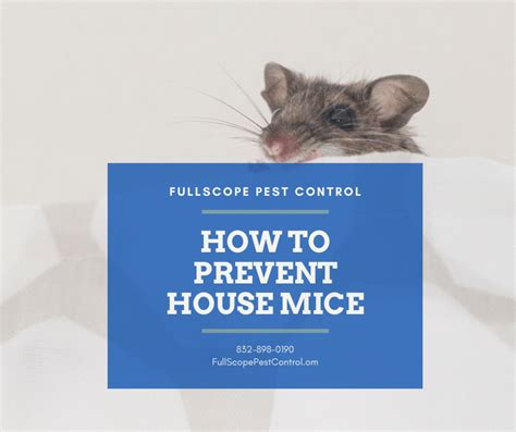 How To Prevent House Mice Fullscope Pest Control