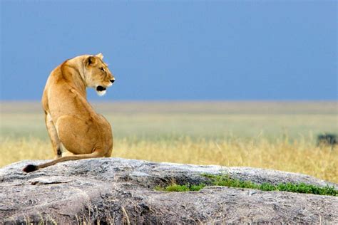 Wildlife in the Ngorongoro Crater – Discover Africa