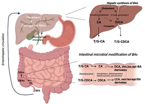 Nutrients Free Full Text Bile Acid Related Regulation Of Mucosal