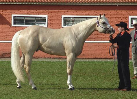 Cavalo Quarto De Milha Cavalo Selvagem