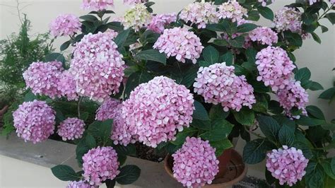 Podar Hortensias Gu A Paso A Paso