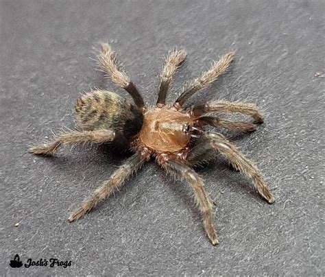 Guatemalan Tiger Rump Davus Pentaloris Captive Bred Tarantula By