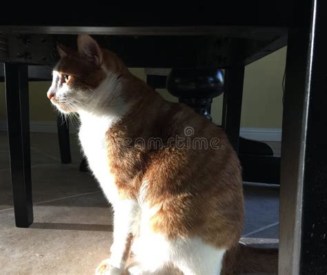 Cat Under Table Stock Image Image Of Profile Animal 49808121