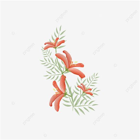 Flamboyant Royal Poinciana Vector Hd Images Watercolor Royal Poinciana