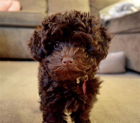 Chocolate Yorkie Poo Puppy