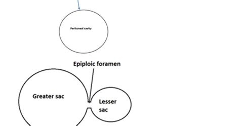 easyhumanatomy: Epiploic foramen