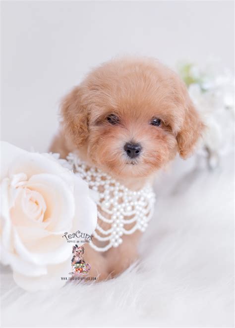 Red Toy Poodle Puppy For Sale Teacup Puppies Teacup Puppies Boutique